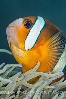 Clark's Anemonefish. Philippines