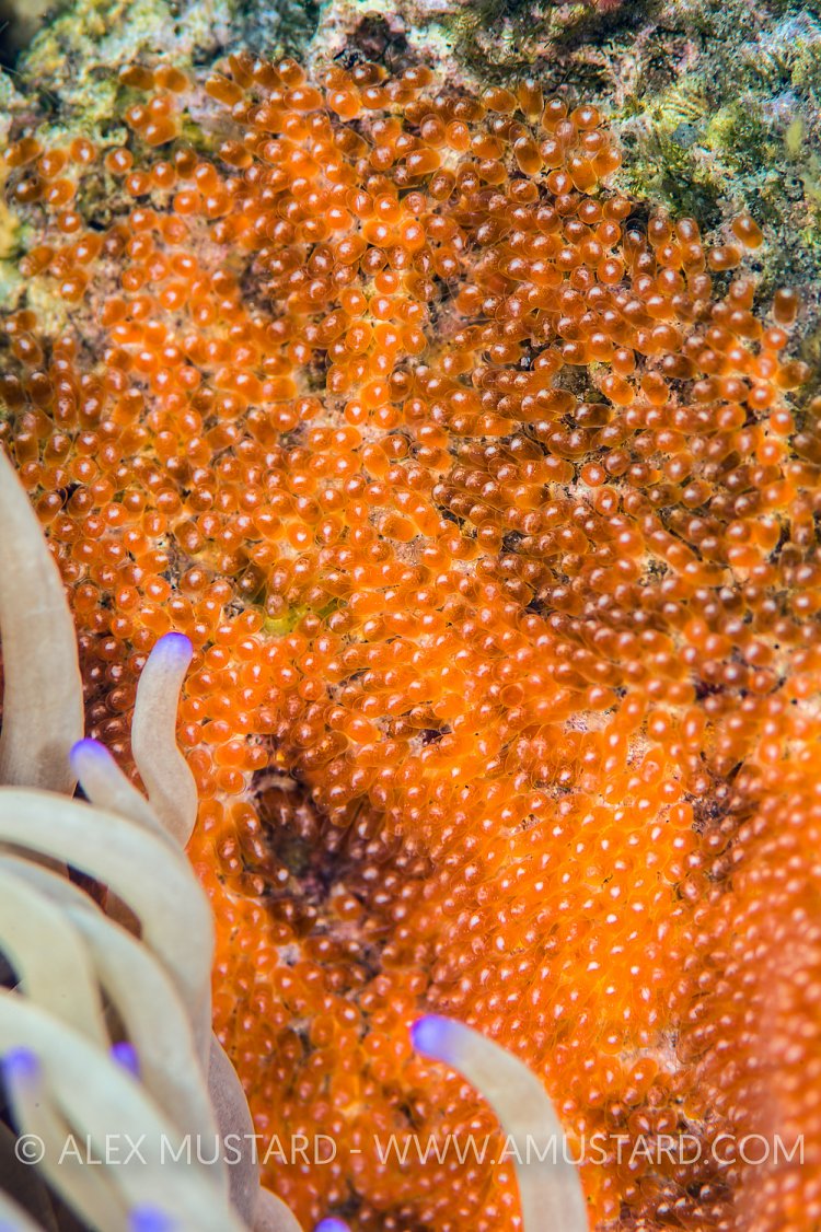 Anemonefish Eggs. Philippines