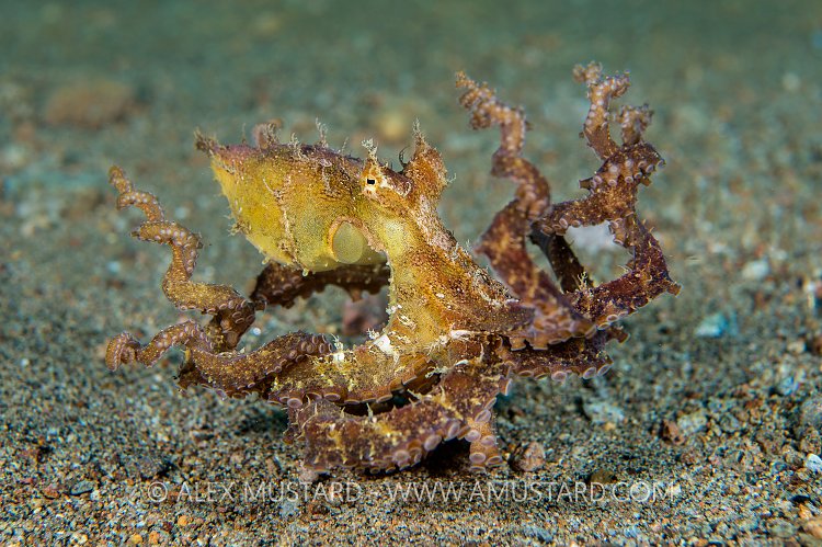 Algae Octopus. Philippines