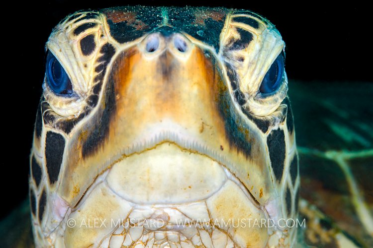 Green Turtle. Philippines.