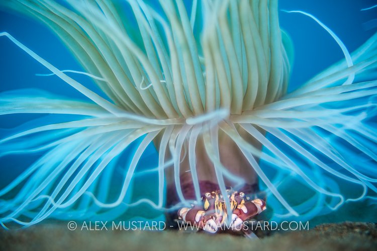 Le Carousel. Philippines