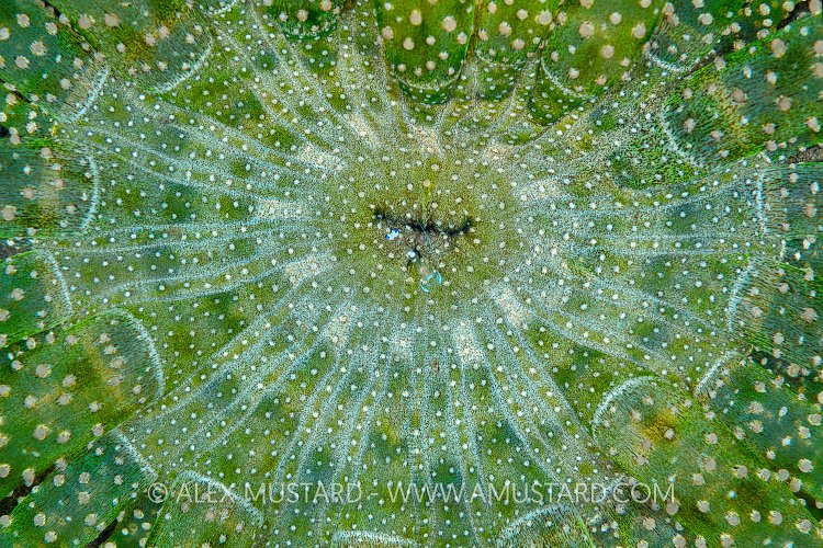 Anemone Pattern. Philippines.