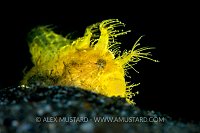 Yellow Hairy Frogfish. Philippines.