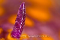 Rhinopore Detail. Philippines.