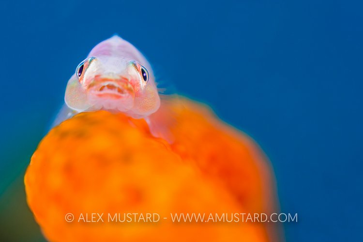Whip Goby. Philippines.
