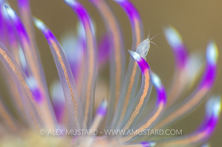 Tiny Hitchiker. Philippines.