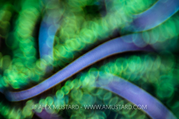 Crinoid Abstract. Philippines