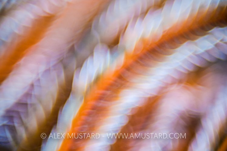 An abstract image (created in camera) of a crinoid (Comaster sp.). Anilao, Batangas, Luzon, Philippines. Verde Island Passages, Tropical West Pacific Ocean.