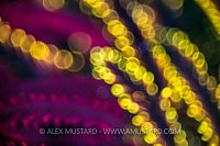 Crinoid Abstract. Philippines