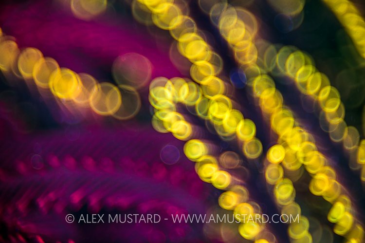 Crinoid Abstract. Philippines