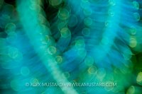 Crinoid Abstract. Philippines