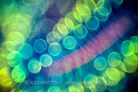 Crinoid Abstract. Philippines