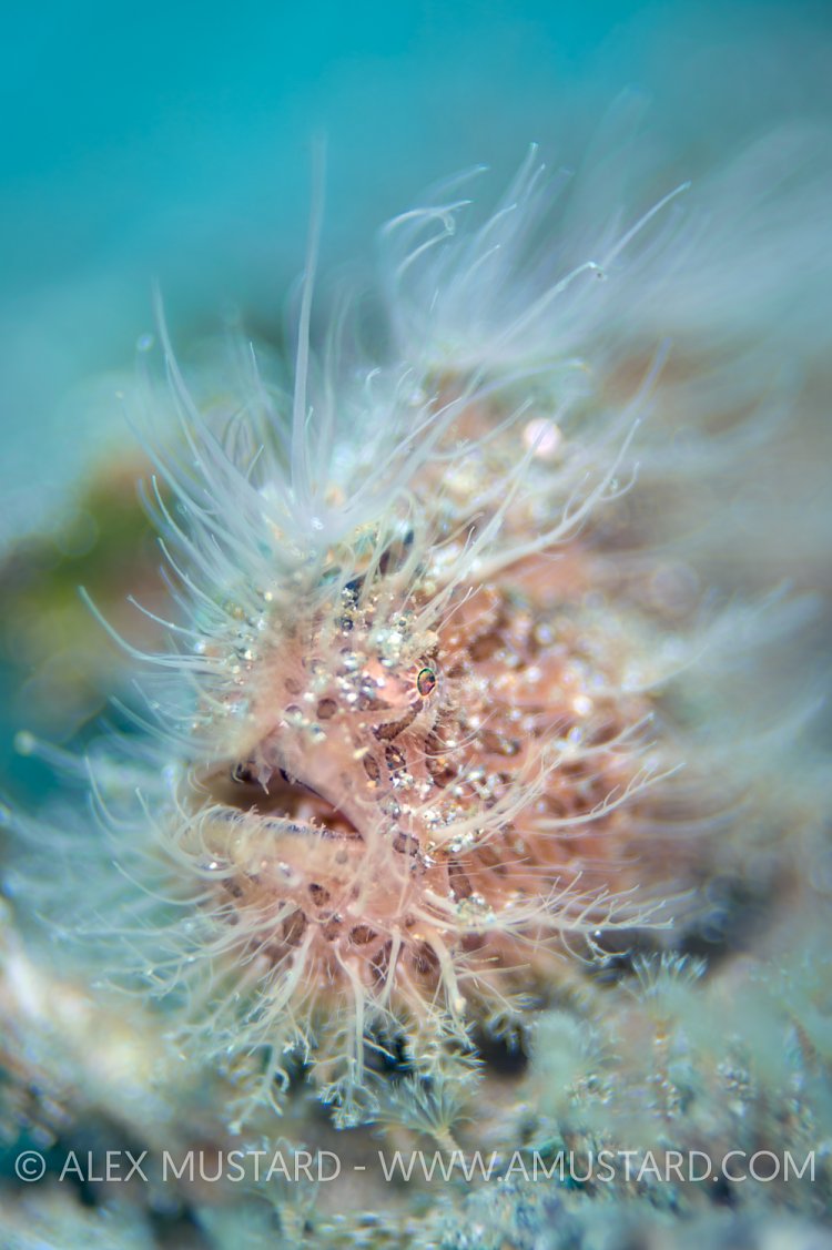 Hairy Portrait. Philippines