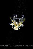 Squid In Spotlight. Philippines.