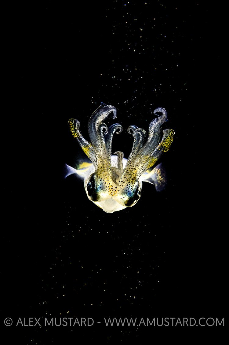 Squid In Spotlight. Philippines.