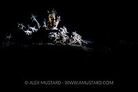 Devil In Wait. Philippines