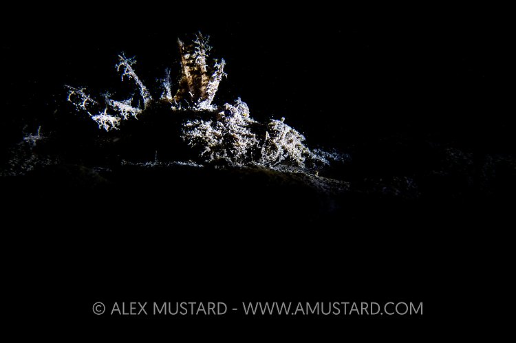 Devil In Wait. Philippines