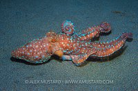 Starry Night. Philippines