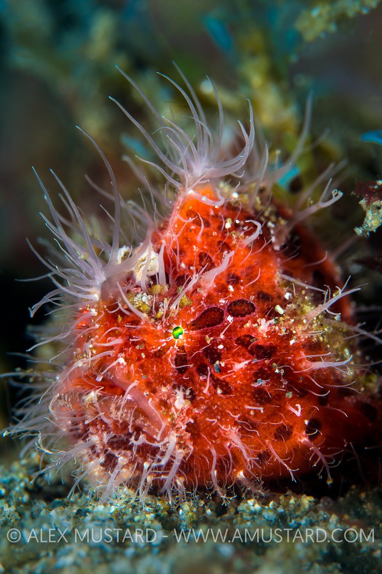 Hairy Frogfish. Philippines