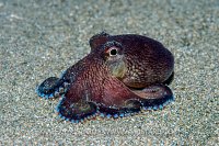 Coconut Octopus At Night. Philippines