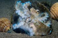 Octopus In Den. Philippines