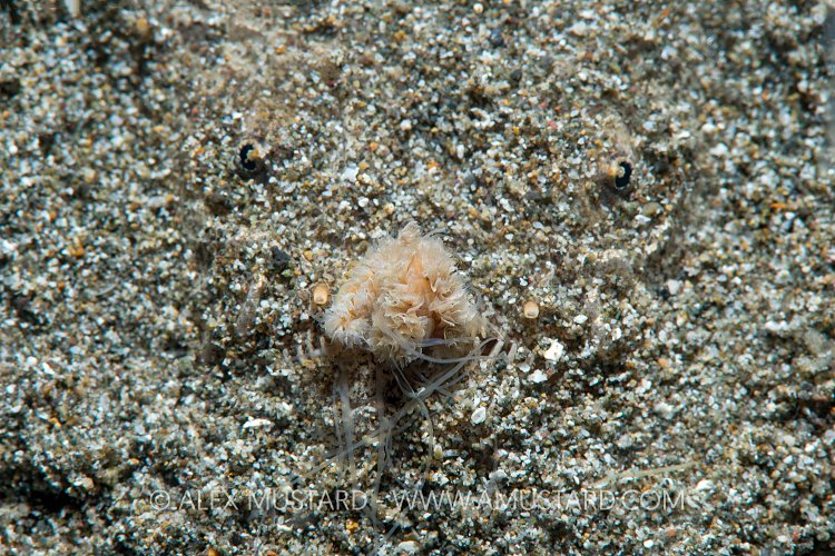Fishing Stargazer. Philippines