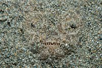 Stargazer. Philippines