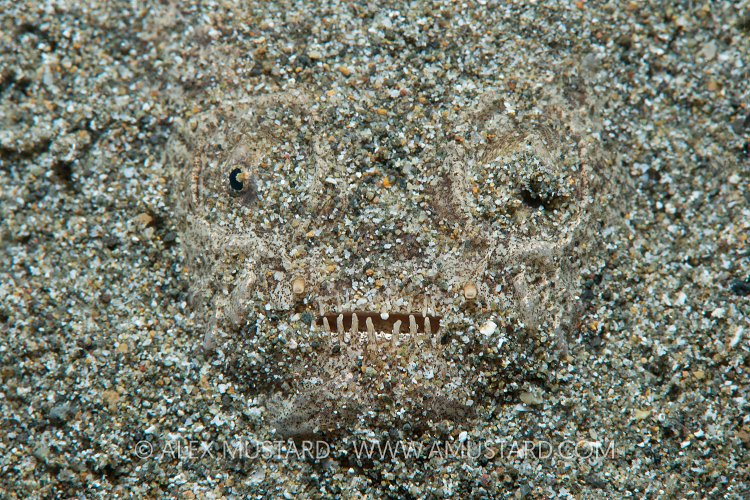 Stargazer. Philippines