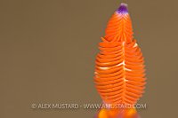 Rhinophore. Philippines