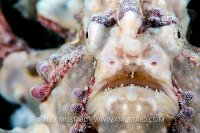 Warts And All Potrait. Philippines