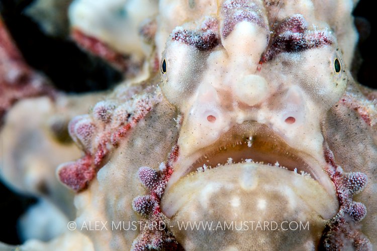 Warts And All Potrait. Philippines