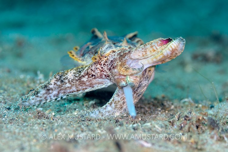 Hunting Flambo. Philippines