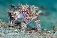 Flambo Portrait. Philippines