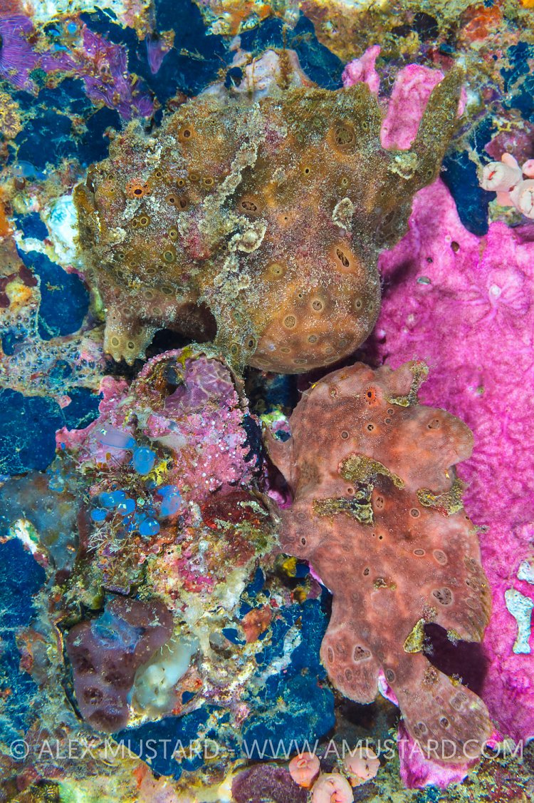 Painted Pair. Philippines