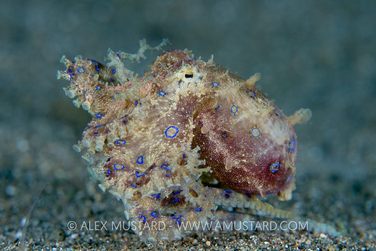 Blue Ring On The Move. Philippines