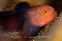 Red Hairy Goby. Philippines