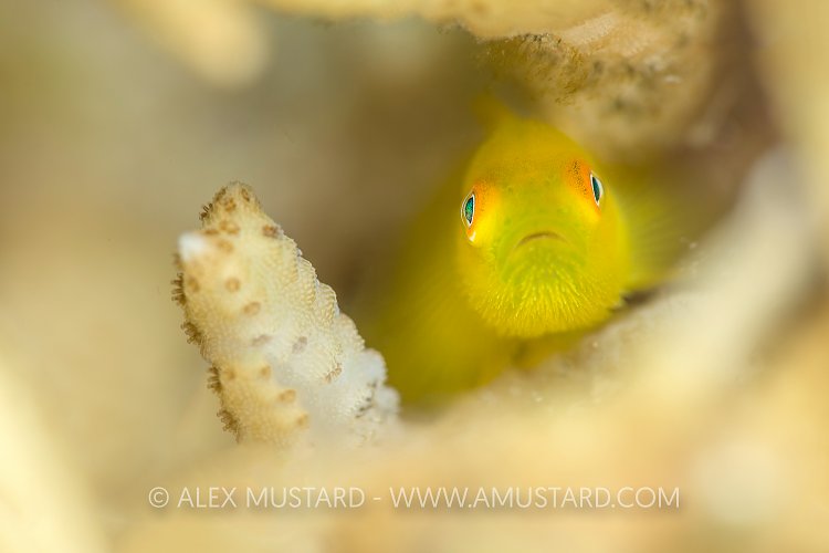 Yellow Hairy Goby. Philippines