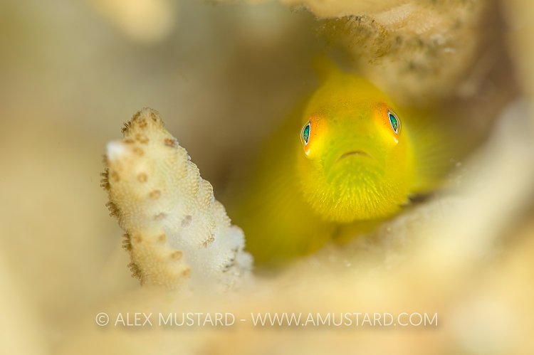 Yellow Hairy Goby. Philippines