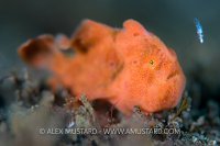 Frogfish Fishing. Philippines