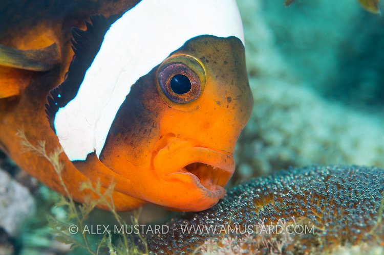 Anemonefish Parental Care. Philippines