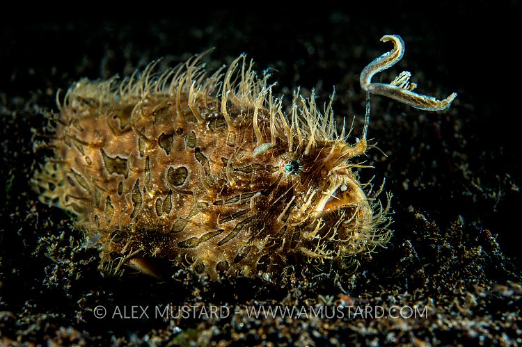 Moody Frogfish. Philippines.