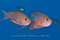 Mediterranean Anthias. Sardinia