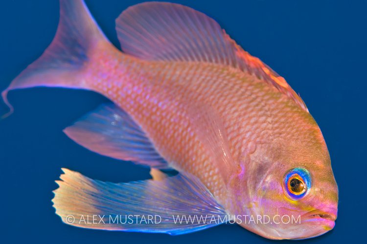 Mediterranean Anthias. Sardinia