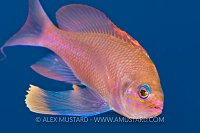 Mediterranean Anthias. Sardinia