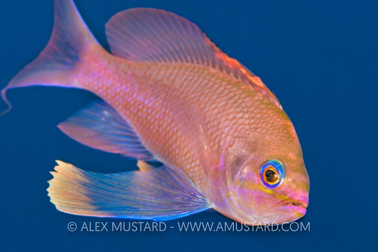 Mediterranean Anthias. Sardinia