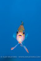 Anthias Portrait. Sardinia, Italy.