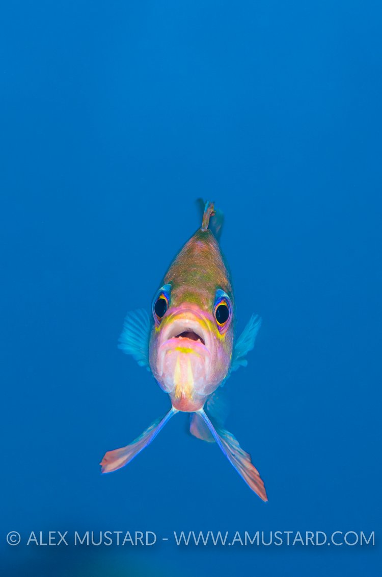 Anthias Portrait. Sardinia, Italy.