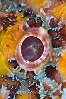Yellow scorpiofish eye.