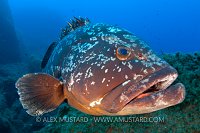 Dusky Grouper Portrait. Mediterranean Sea.