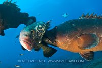 Grouper rumble. Sardinia, Italy.